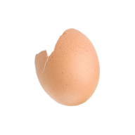 Egg shell