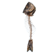 Fish bones