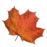 Maple leaf